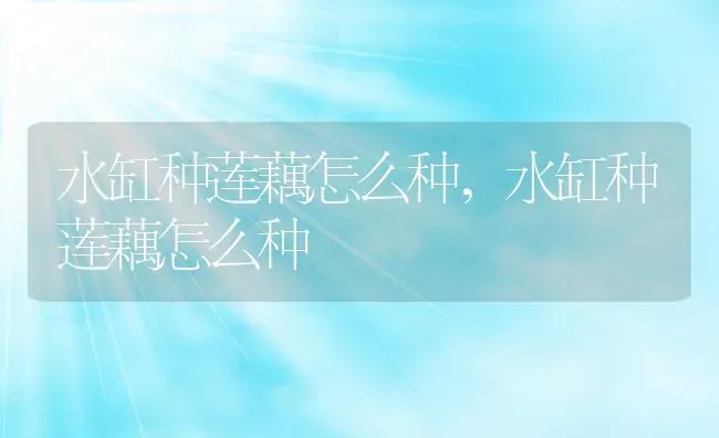 水缸种莲藕怎么种,水缸种莲藕怎么种 | 养殖常见问题