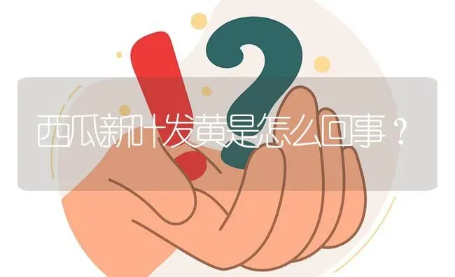 西瓜新叶发黄是怎么回事? | 养殖问题解答