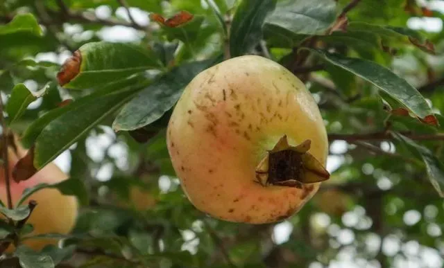 石榴花长什么样子,石榴花像什么又像什么？