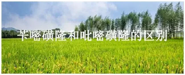 苄嘧磺隆和吡嘧磺隆的区别 | 生活常识