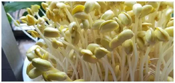 黄豆芽怎么发 | 农业答疑