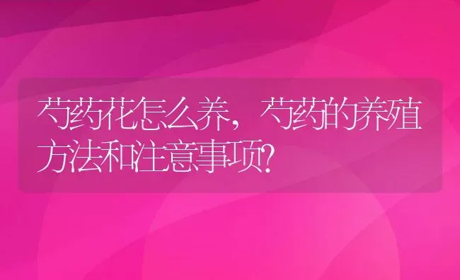 芍药花怎么养,芍药的养殖方法和注意事项？ | 养殖常见问题