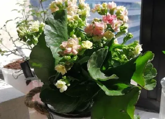 植物常识问题|如何解决长寿花老桩开花少的问题