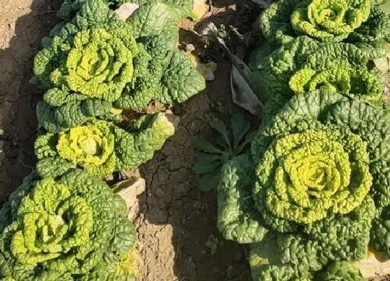 植物常识问题|大白菜黑腐病的防治方法（白菜黑腐病生症状与防治措施）