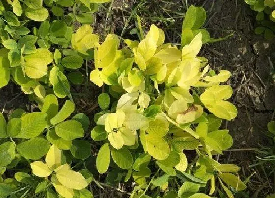 植物常识问题|花生底部黄叶怎么处（花生叶子发黄原因及防治措施）