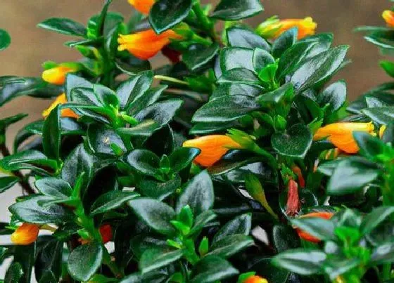 植物常识问题|金鱼吊兰开花都有哪些养护秘籍