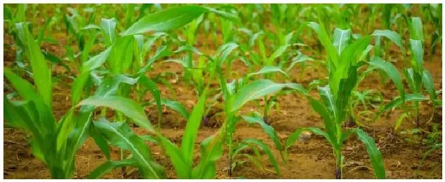 雨后多久可以打玉米除草剂 | 三农问答