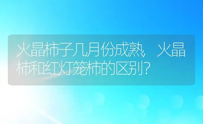 火晶柿子几月份成熟,火晶柿和红灯笼柿的区别？ | 养殖常见问题