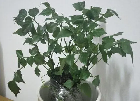 植物常识问题|室内幸福树怎么浇水不烂根