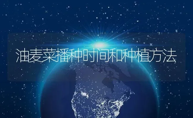 油麦菜播种时间和种植方法 | 养殖常见问题