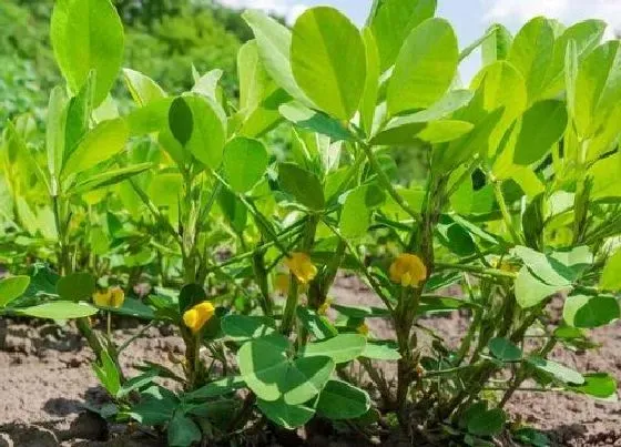 植物常识问题|花生底部黄叶怎么处（花生叶子发黄原因及防治措施）