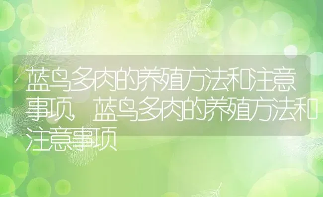 蓝鸟多肉的养殖方法和注意事项,蓝鸟多肉的养殖方法和注意事项 | 养殖常见问题