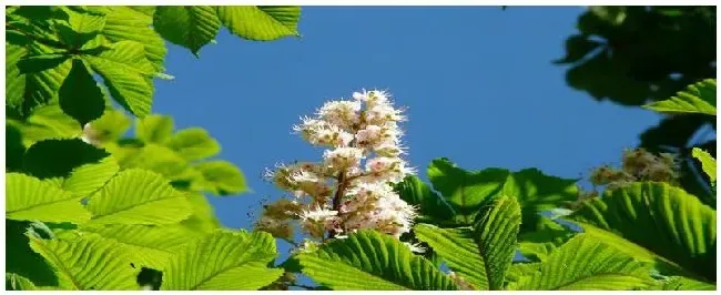 七叶树种植注意事项 | 生活常识