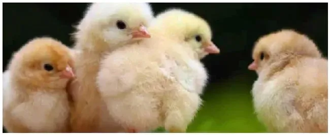 鸡苗养殖场项目 | 农业问题