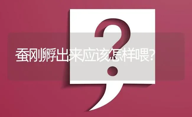 蚕刚孵出来应该怎样喂? | 养殖问题解答