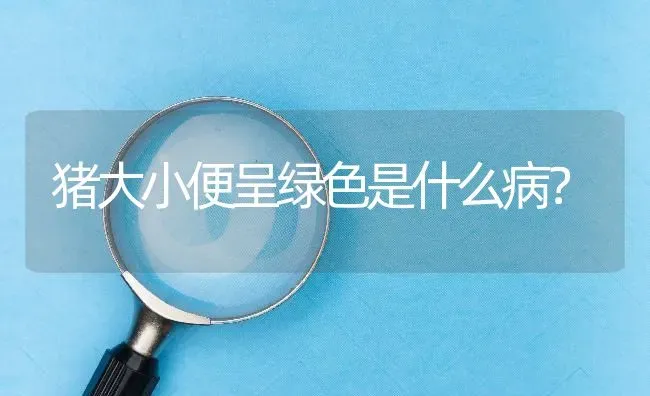 猪大小便呈绿色是什么病? | 养殖问题解答