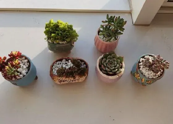 植物常识问题|多肉控水一定要牢记的要点
