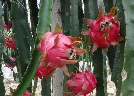 植物常识问题|红绣球和火龙果的区别