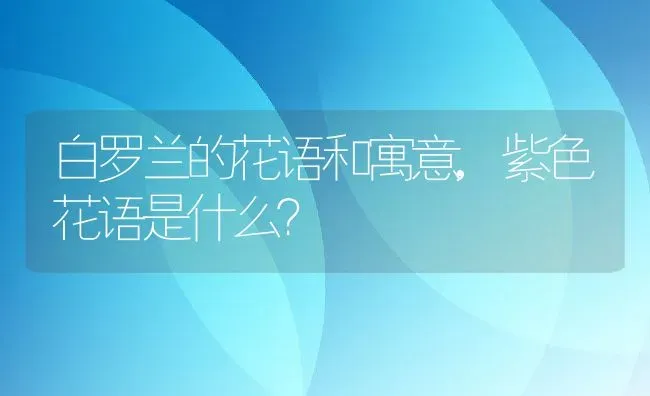 白罗兰的花语和寓意,紫色花语是什么？ | 养殖常见问题