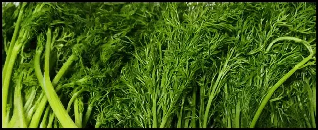茴香什么时候播种 | 三农答疑