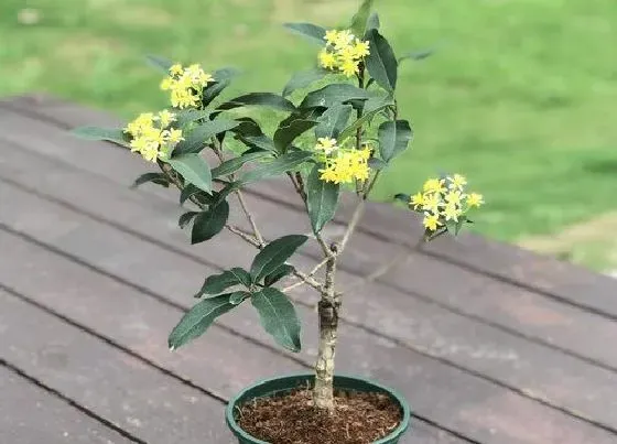 植物常识问题|桂花叶片发黄的原因及养殖技巧