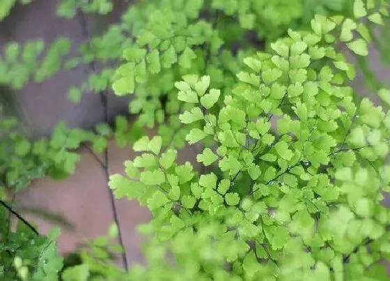 植物常识问题|铁线蕨耐寒吗