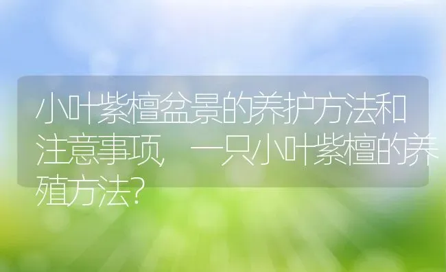 小叶紫檀盆景的养护方法和注意事项,一只小叶紫檀的养殖方法？ | 养殖常见问题