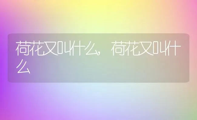 荷花又叫什么,荷花又叫什么 | 养殖常见问题