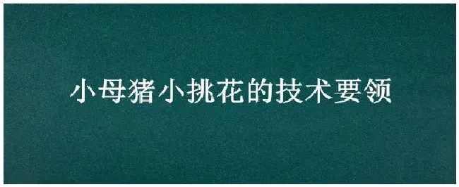 小母猪小挑花的技术要领 | 农业常识