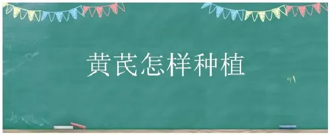 黄芪怎样种植 | 农业答疑