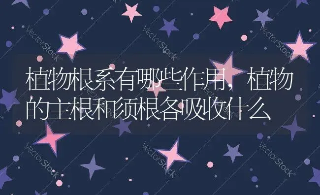植物根系有哪些作用,植物的主根和须根各吸收什么 | 养殖常见问题