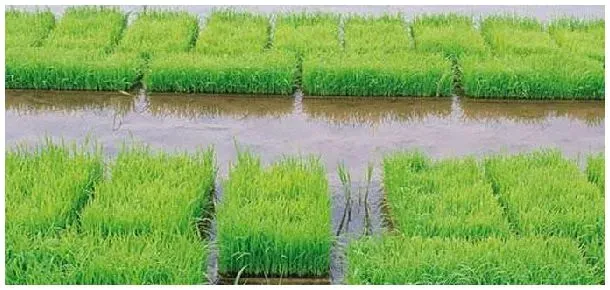 恶霉灵使用注意事项 | 三农答疑