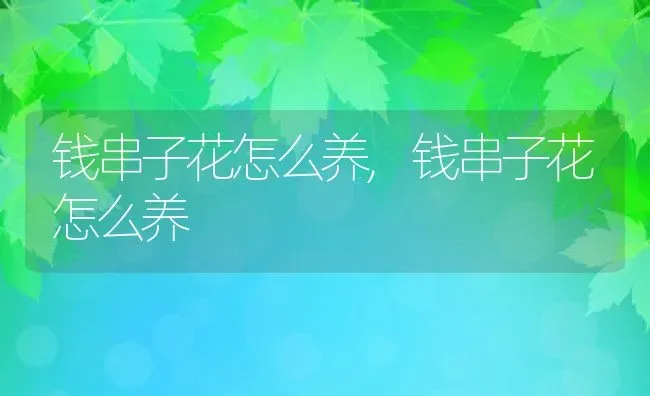 钱串子花怎么养,钱串子花怎么养 | 养殖常见问题