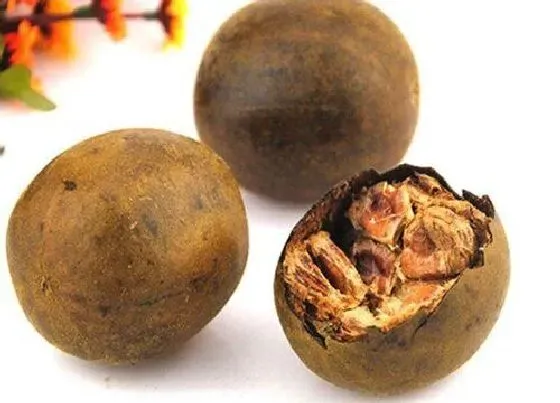 植物常识问题|什么样的罗汉果是最好的 怎么挑选能选择好的罗汉果