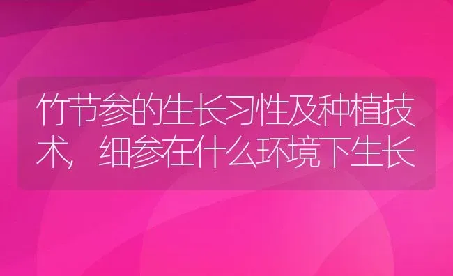 竹节参的生长习性及种植技术,细参在什么环境下生长 | 养殖常见问题