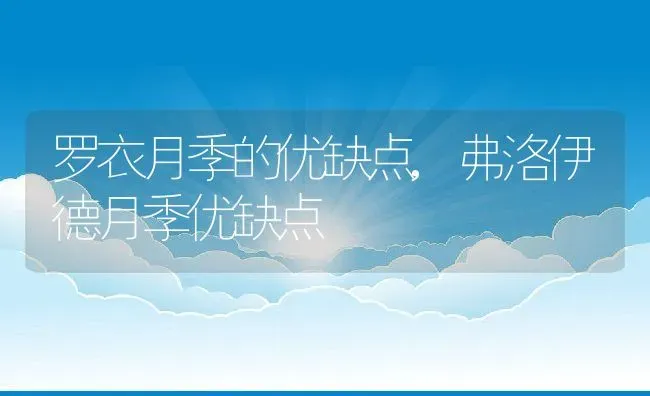 罗衣月季的优缺点,弗洛伊德月季优缺点 | 养殖常见问题