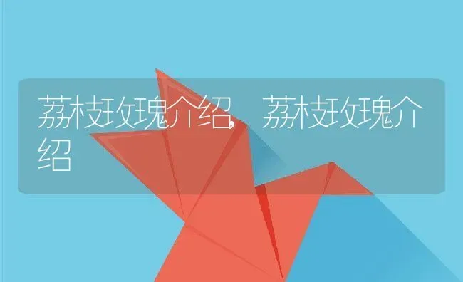 荔枝玫瑰介绍,荔枝玫瑰介绍 | 养殖常见问题