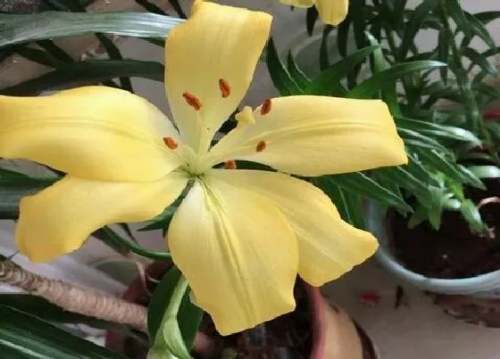 植物常识问题|情人节送什么花好 给女朋友送什么鲜花合适