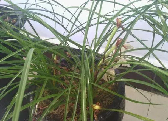 植物常识问题|六七月份养护兰花浇水注意事项