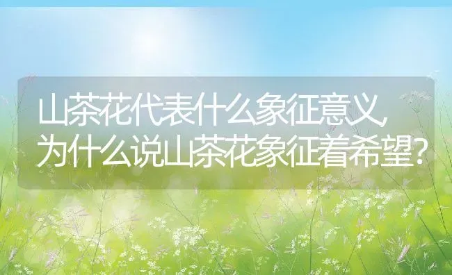 山茶花代表什么象征意义,为什么说山茶花象征着希望？ | 养殖常见问题