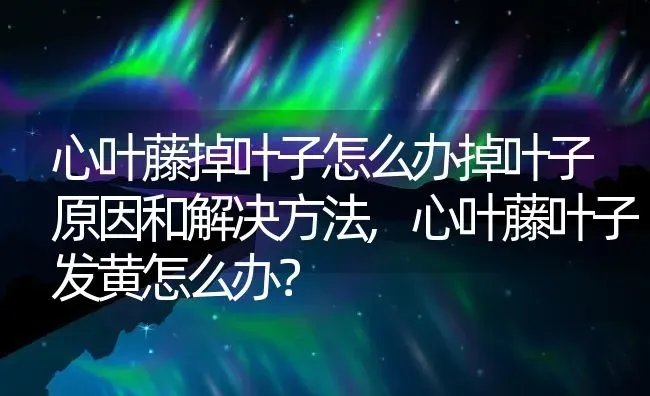 心叶藤掉叶子怎么办掉叶子原因和解决方法,心叶藤叶子发黄怎么办？ | 养殖常见问题