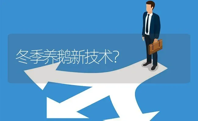 冬季养鹅新技术? | 养殖问题解答