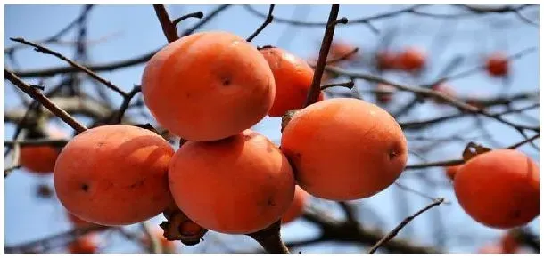 柿子坏了是怎么样的 | 农业问题