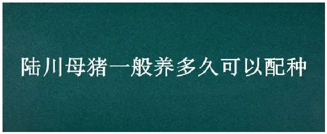 陆川母猪一般养多久可以配种 | 农业问题