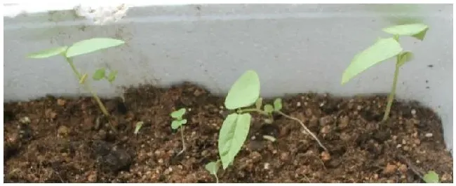 豆角的苗期管理方法 | 农业答疑