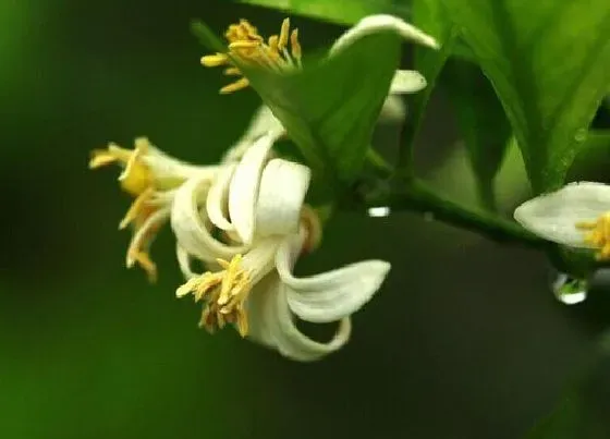 植物常识问题|夏季盆栽柠檬花如何养殖