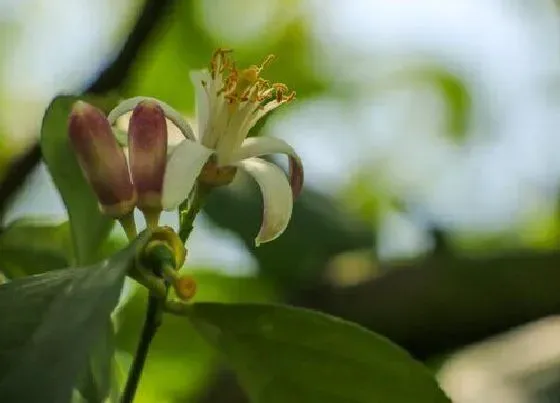 植物常识问题|夏季盆栽柠檬花如何养殖