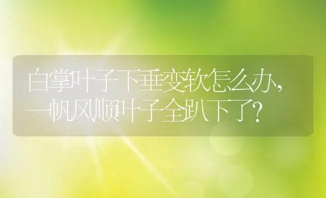 白掌叶子下垂变软怎么办,一帆风顺叶子全趴下了？ | 养殖常见问题