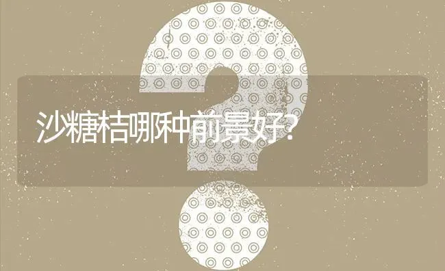 沙糖桔哪种前景好? | 养殖问题解答