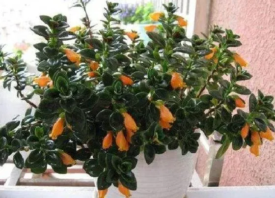 植物常识问题|金鱼吊兰开花都有哪些养护秘籍